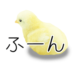 Mr. Hiyoko sticker #14176243