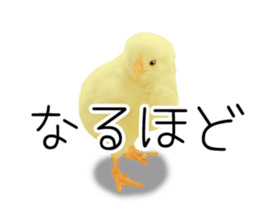 Mr. Hiyoko sticker #14176246