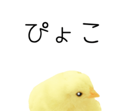 Mr. Hiyoko sticker #14176247