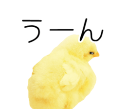 Mr. Hiyoko sticker #14176249