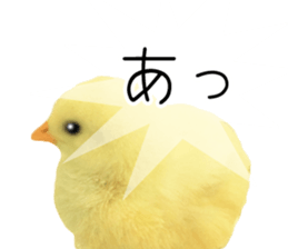 Mr. Hiyoko sticker #14176251