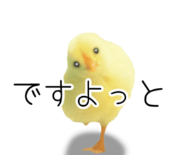 Mr. Hiyoko sticker #14176252