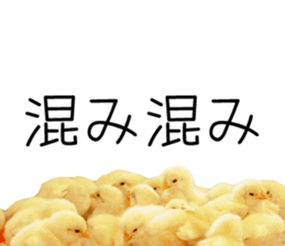 Mr. Hiyoko sticker #14176253