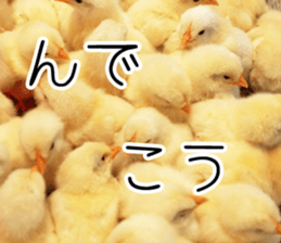 Mr. Hiyoko sticker #14176254