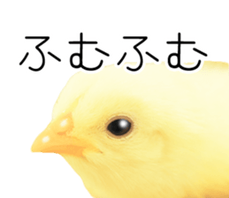 Mr. Hiyoko sticker #14176255