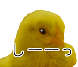 Mr. Hiyoko sticker #14176256