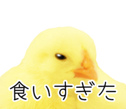 Mr. Hiyoko sticker #14176257