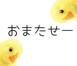 Mr. Hiyoko sticker #14176258