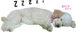Sleeping dogs' stickers sticker #14183376