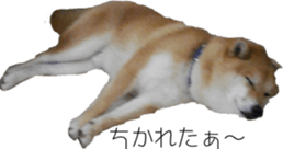 Sleeping dogs' stickers sticker #14183378