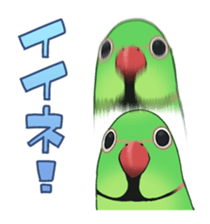 Ring-necked Sticker sticker #14185165