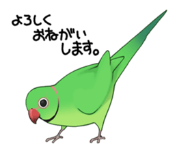 Ring-necked Sticker sticker #14185182