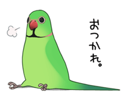 Ring-necked Sticker sticker #14185191