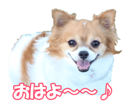 chihuahuaFan sticker #14187910