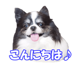 chihuahuaFan sticker #14187911