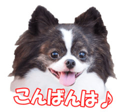 chihuahuaFan sticker #14187912
