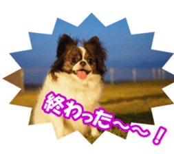 chihuahuaFan sticker #14187913