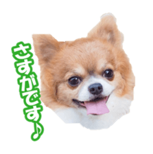 chihuahuaFan sticker #14187914
