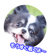 chihuahuaFan sticker #14187915