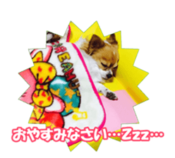 chihuahuaFan sticker #14187916