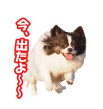 chihuahuaFan sticker #14187917