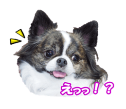 chihuahuaFan sticker #14187918