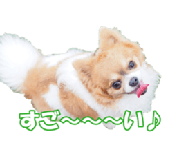 chihuahuaFan sticker #14187919