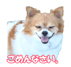 chihuahuaFan sticker #14187920