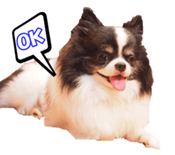 chihuahuaFan sticker #14187921