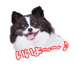 chihuahuaFan sticker #14187922