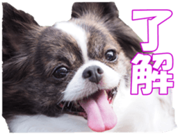 chihuahuaFan sticker #14187923