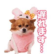 chihuahuaFan sticker #14187925
