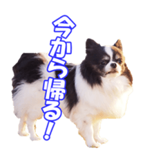 chihuahuaFan sticker #14187926