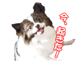 chihuahuaFan sticker #14187927