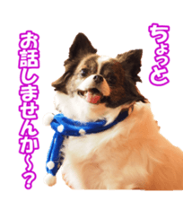 chihuahuaFan sticker #14187928