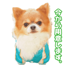 chihuahuaFan sticker #14187929