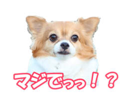 chihuahuaFan sticker #14187930
