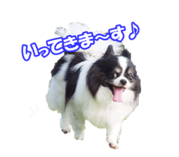 chihuahuaFan sticker #14187931