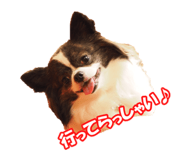 chihuahuaFan sticker #14187932