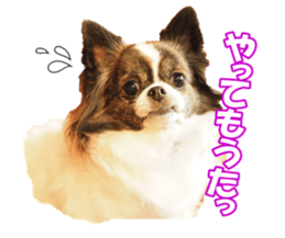 chihuahuaFan sticker #14187933