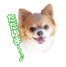 chihuahuaFan sticker #14187934