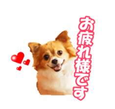 chihuahuaFan sticker #14187935