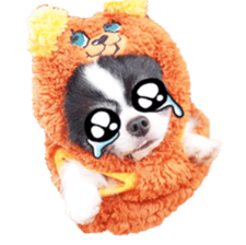 chihuahuaFan sticker #14187936