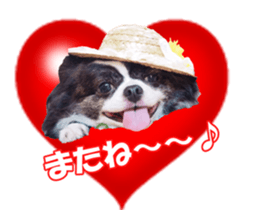 chihuahuaFan sticker #14187937