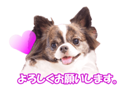 chihuahuaFan sticker #14187938