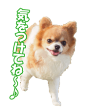chihuahuaFan sticker #14187939