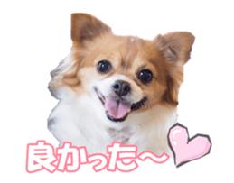 chihuahuaFan sticker #14187940