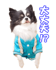 chihuahuaFan sticker #14187941