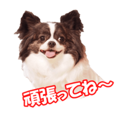 chihuahuaFan sticker #14187942