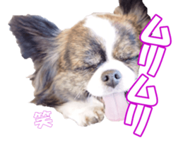 chihuahuaFan sticker #14187943